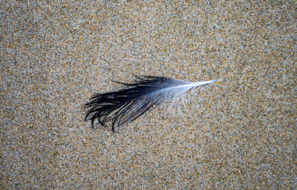 A black feather on a sandy beach close up minimalist