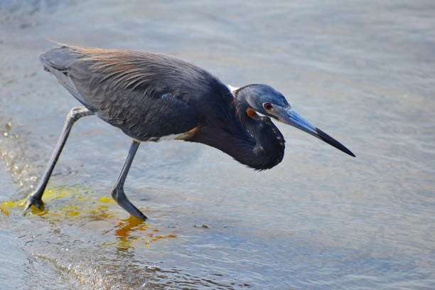 Tricolored Heron at the Wakodahatchee Wetlands in Delray Beach, Florida.