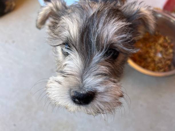 istock cute schnauzer puppy 2186712802