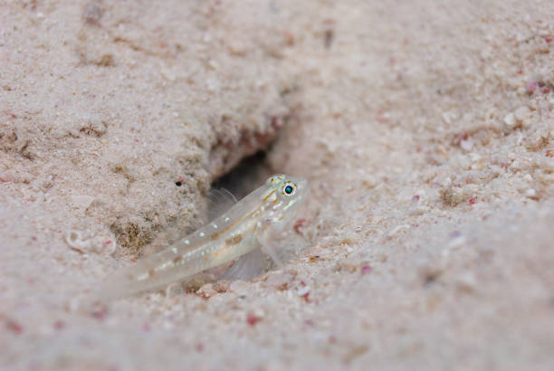 Bridled Goby Coryphopterus glaucofraenum perched next to sand burrow Bonaire. High quality photo