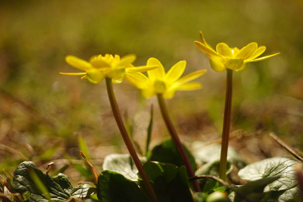 Yellow marsh marigold flowers grow in a sunny spring field.