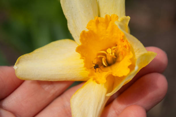 a yellow flower with water drops on it