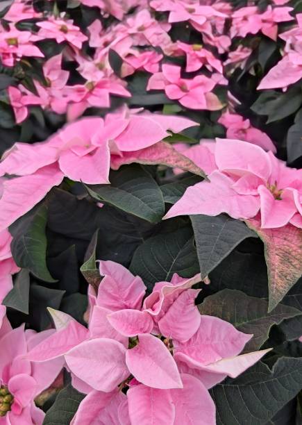 istock Vibrant pink poinsettias 2186715620