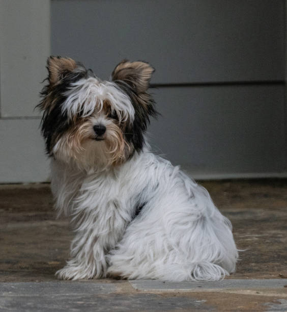 istock Shaggy puppy.jpg 2186717664