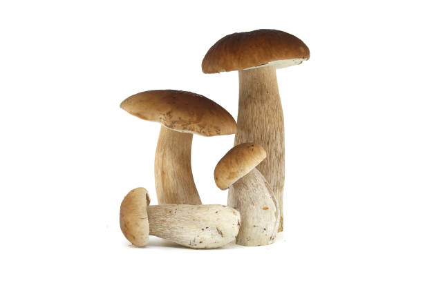 istock Fresh porcini mushrooms on a white background presented in a group 2186718395