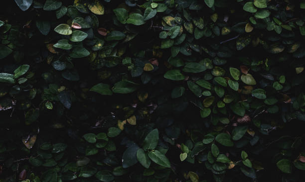 istock Green leaves Ivy tree creeping on brick wall texture background. 2186719781