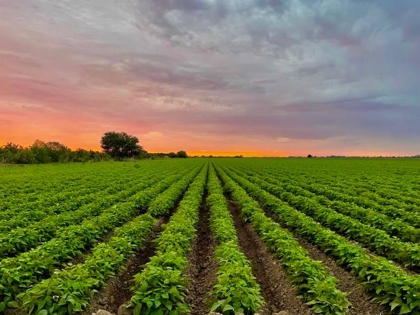 istock CULTIVATION OF BEANS 2186719826