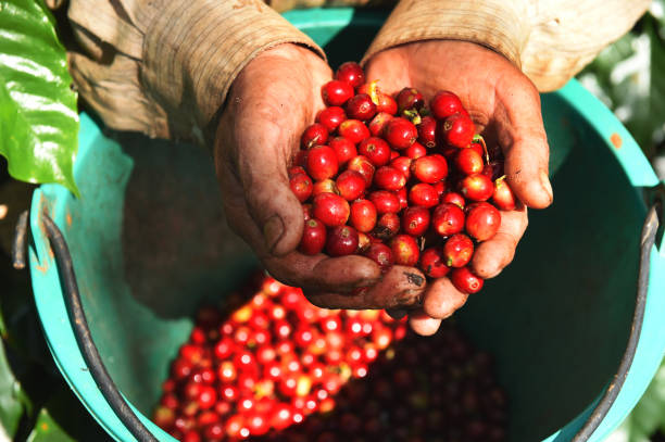 istock close up of fresh coffee beans 2186720044