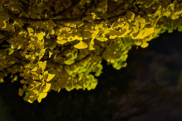 istock Yellow gingko leaves in winter in Tokyo 2186720168