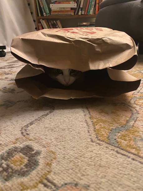 istock Cat Hiding in Paper Bag 2186720318