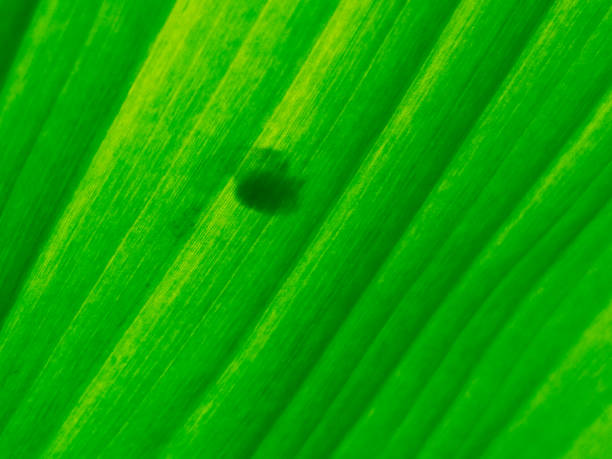 Pattern and texture of banana leaves for background with backlit from sunlight.