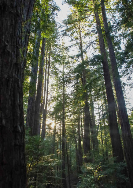 istock Sun Shining Through California Redwood Trees 2186722306