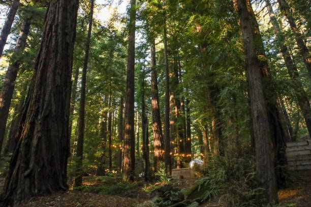 istock Campground in Redwood Trees, Twinkle Lights, Camper 2186722339