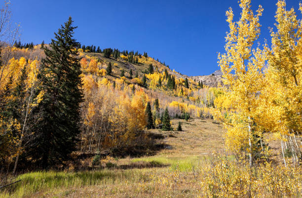 istock Autumn Aspens Rocky Mountains 2186722878