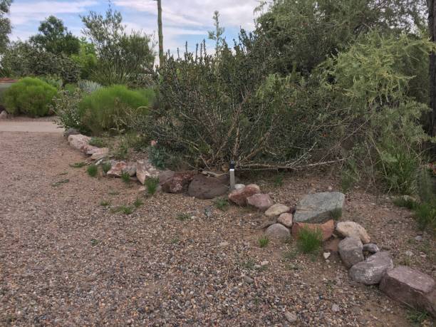istock desert garden with plants and rocks 2186723068