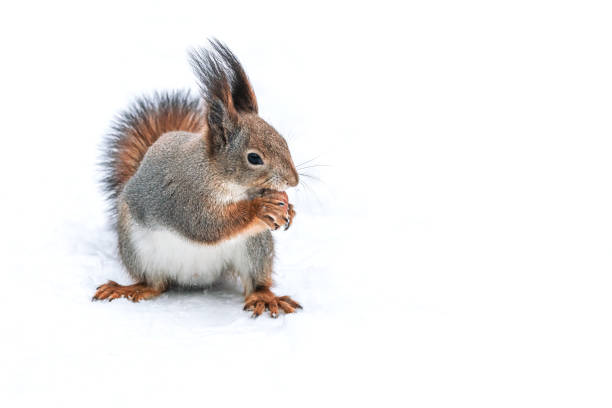 istock fluffy red squirrel costs on snow with a nut in a mouth. 2186723425