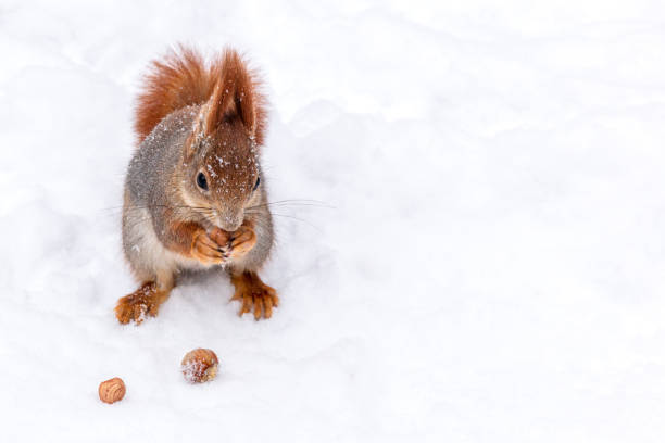 small red squirrel stands on snow in winter park and eats a nut.