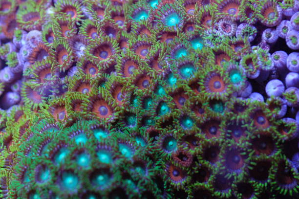 istock Ultra Colored Mixed Zoanthid Rock - Zoanthus spp 2186724216