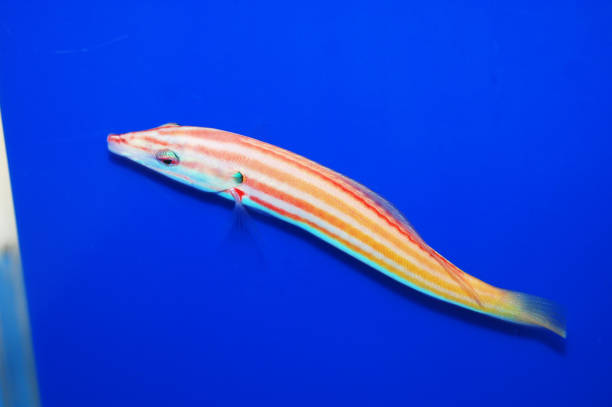Candy Stripe Hogfish - Bodianus sepiacaudus