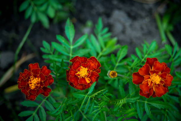 Beautiful blooming marigolds in the summer garden. Selective focus. Shallow depth of field.