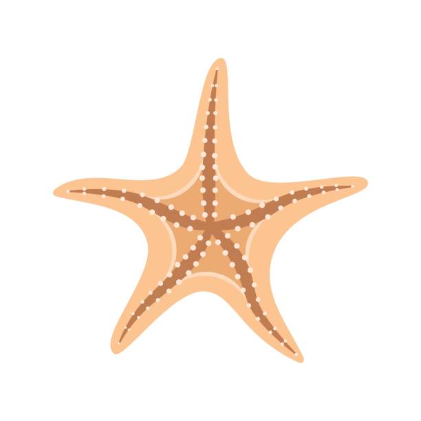 istock Starfish icon in flat style. Sea stars vector illustration on isolated background. Sea animal sign business concept. 2186727239