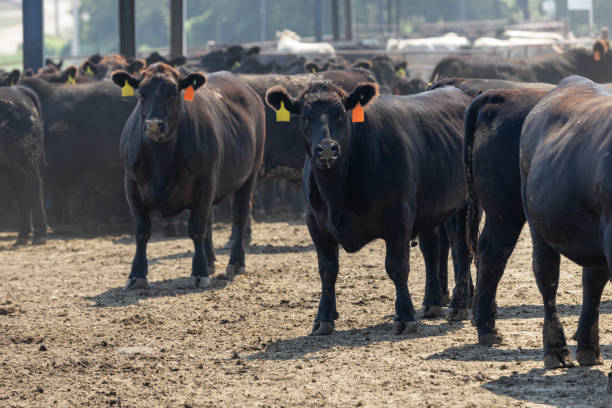 istock Black Angus cattle in a feedlot or feed yard 2186728947