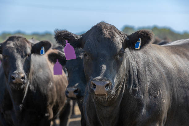 Black Angus cattle in a feedlot or feed yard Black Angus breed cattle in a feedlot or feed yard. Ear tags and electronic monitoring tags have been touched up to removed distinguishing numbers and features cattle pen stock pictures, royalty-free photos & images