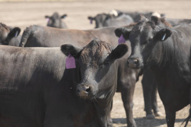 istock Black Angus cattle in a feedlot or feed yard 2186729057