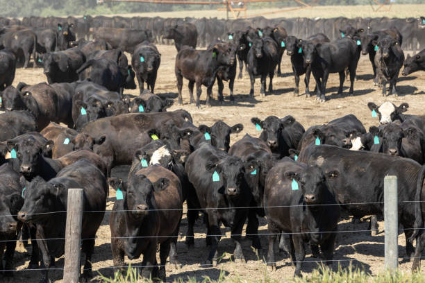 istock Black Angus cattle in a feedlot or feedyard 2186729171