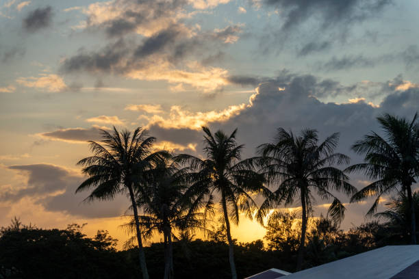 Beautiful sunset with palm trees silhouetted against colorful sky