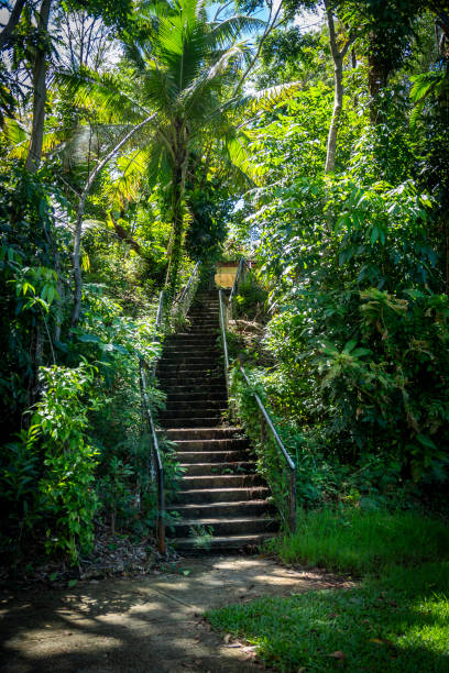 istock Stairs leading through lush greenery in a tropical forest setting 2186730476