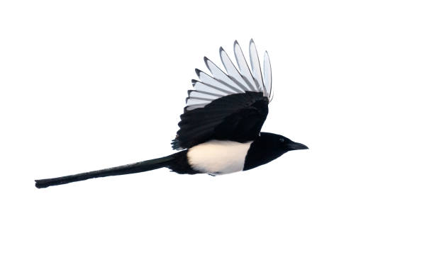 istock A black and white bird with white wings flies through the air 2186733390