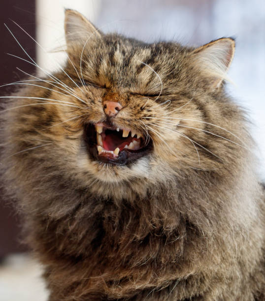 istock A cat with its mouth open and teeth showing 2186733639