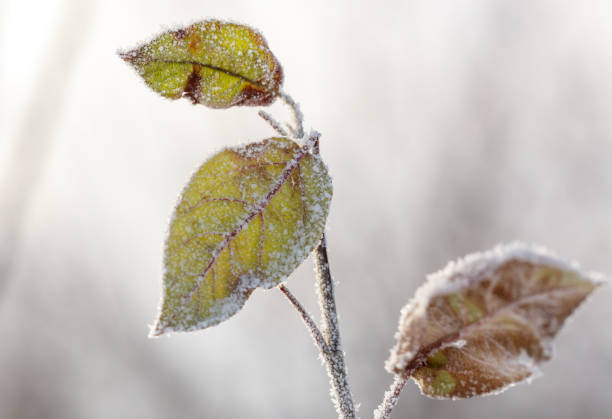 A leaf is covered in frost and snow. The leaf is brown and green. The snow is covering the leaf and the branch
