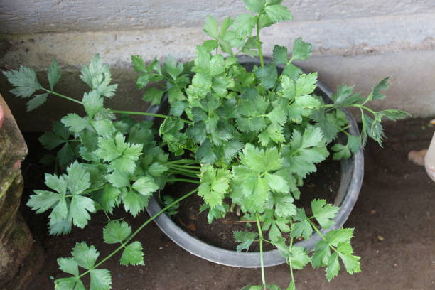 istock Celery plants planted in pots in front of the house 2186735232