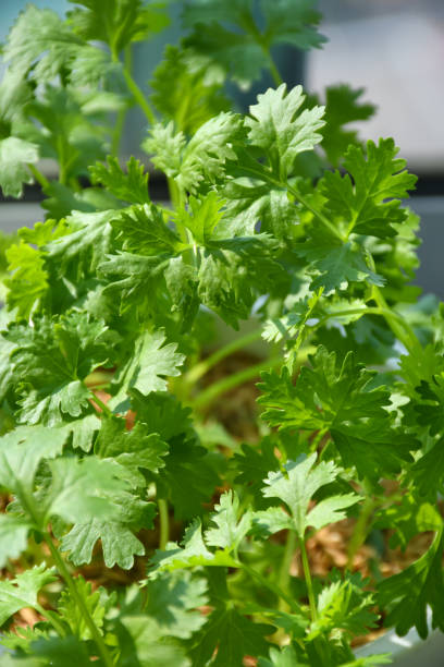 istock Fresh organic coriander plants in small pot. 2186735538