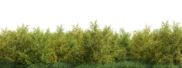 istock 3D rendering, Evergreen Tree and grass field in nature,  Trees on garden in summer, Tropical forest with isolated on white background 2186736228