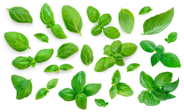 istock Basil leaf collection isolated on white. Organic Green  Basil leaf Set. Food ingredient, design element  Top view. Flat lay. Pattern 2186736996