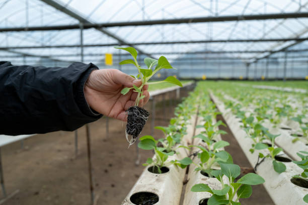istock Workers in the greenhouse are checking the growing hydroponic vegetables 2186737592