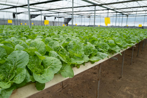 istock Ripe hydroponic vegetables in greenhouse 2186737694