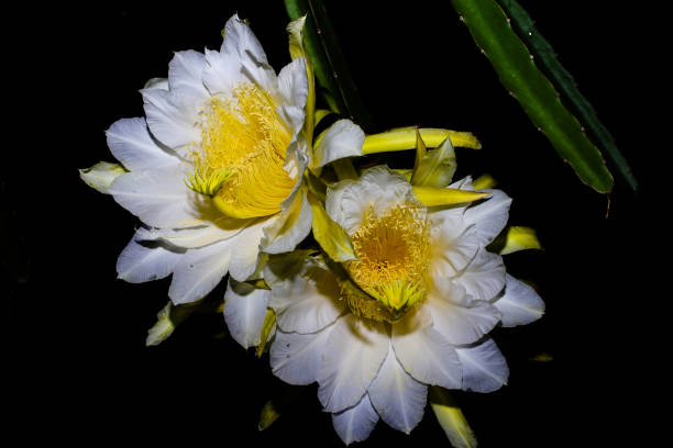 istock Night Blooming Beauty: A Stunning Dragon Fruit Flower in Bloom 2186737934