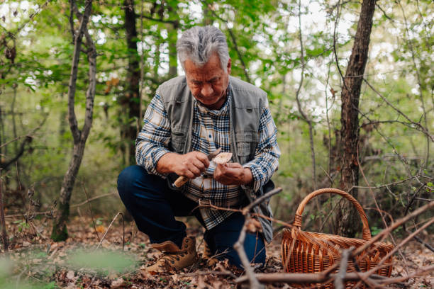 istock Senior man cutting mushroom with knife in forest 2186738719