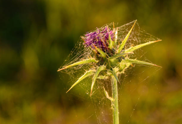Delicate webbing envelops a thistle flower, glistening with dew, capturing the essence of morning serenity in nature.