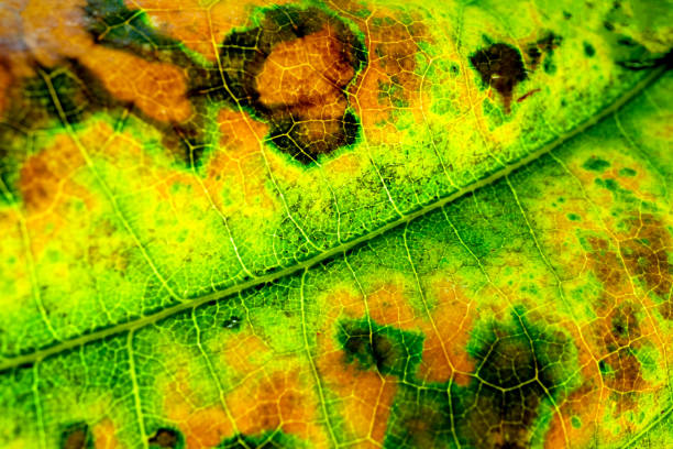 istock yellow autumn leaf close-up 2186739104
