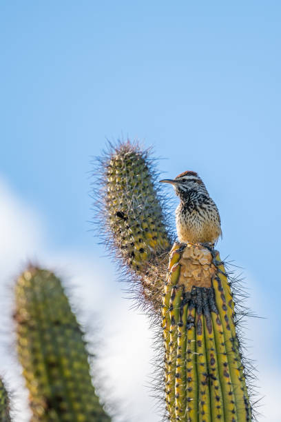 A small songbird is relaxing and enjoying the view in Sonora Desert