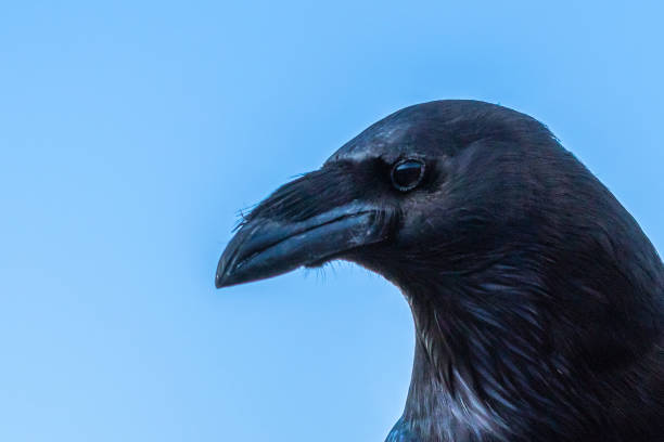 istock A Common Raven in Tucson, Arizona 2186739819