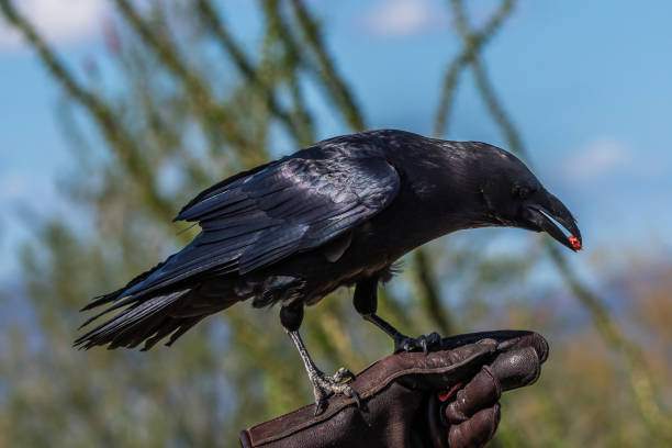 istock A Common Raven in Tucson, Arizona 2186739820