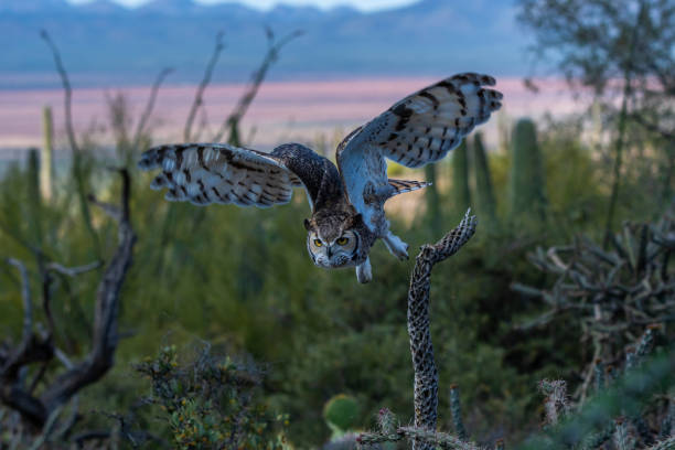 istock A Great Horned Owl in Tucson, Arizona 2186739824