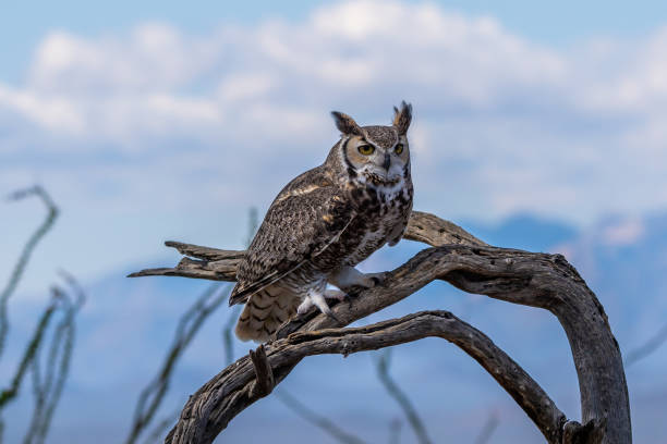 istock A Great Horned Owl in Tucson, Arizona 2186739828