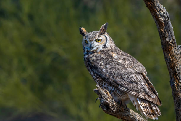 istock A Great Horned Owl in Tucson, Arizona 2186739833